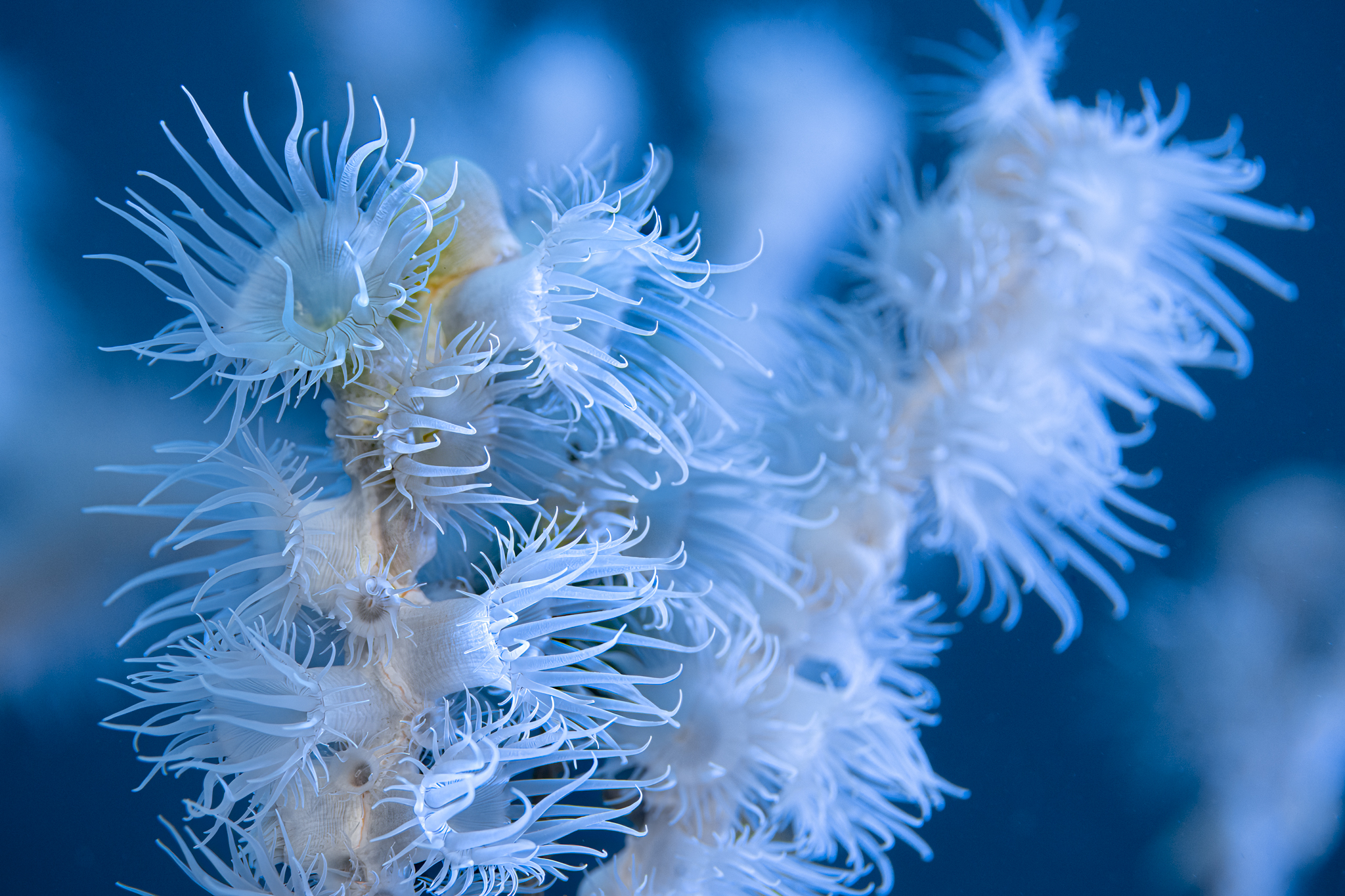 700 requins dans la nuit