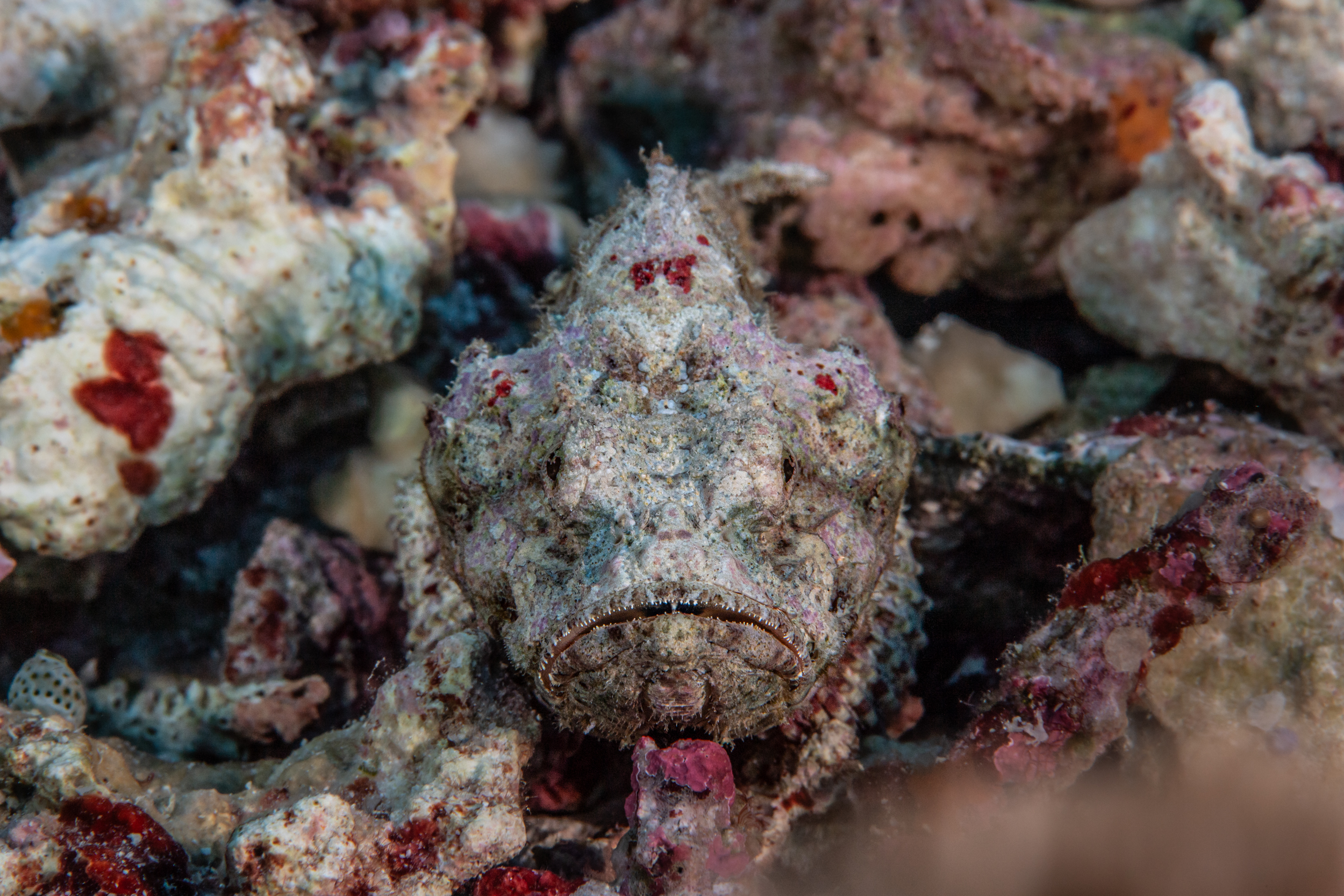 Adélie Mer 01 © Laurent Ballesta