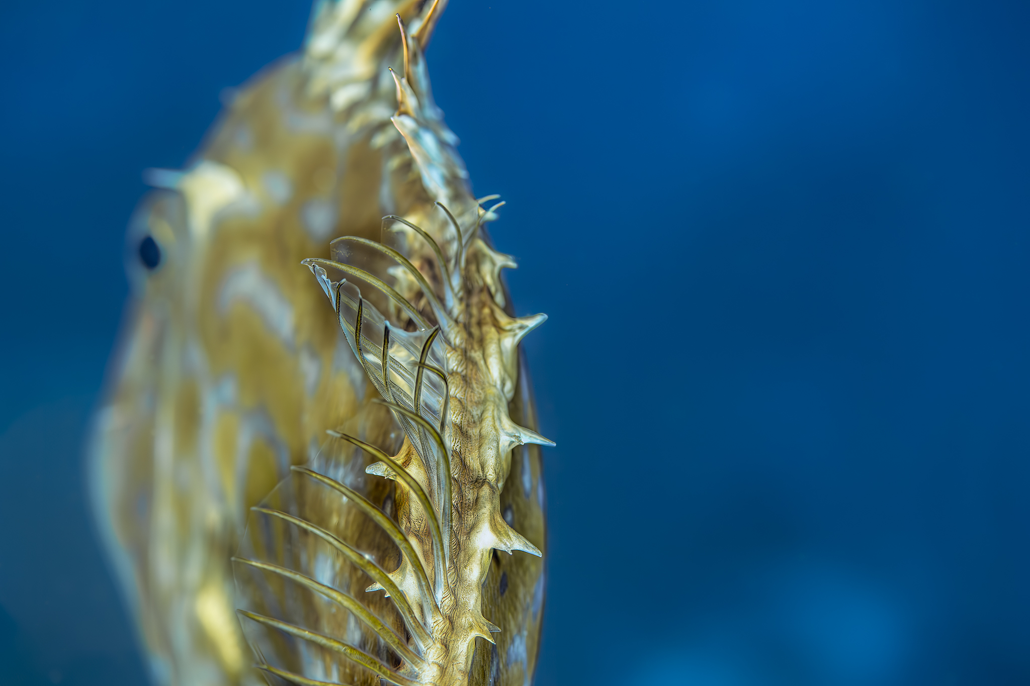 Galerie Méditerranée