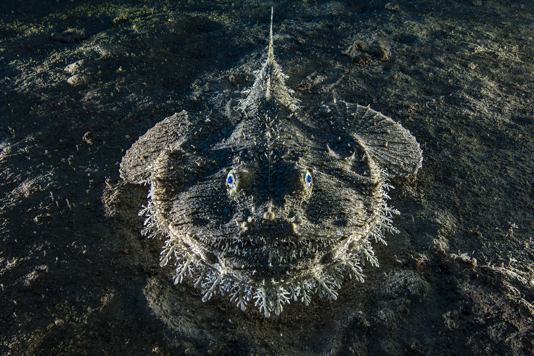 700 requins dans la nuit