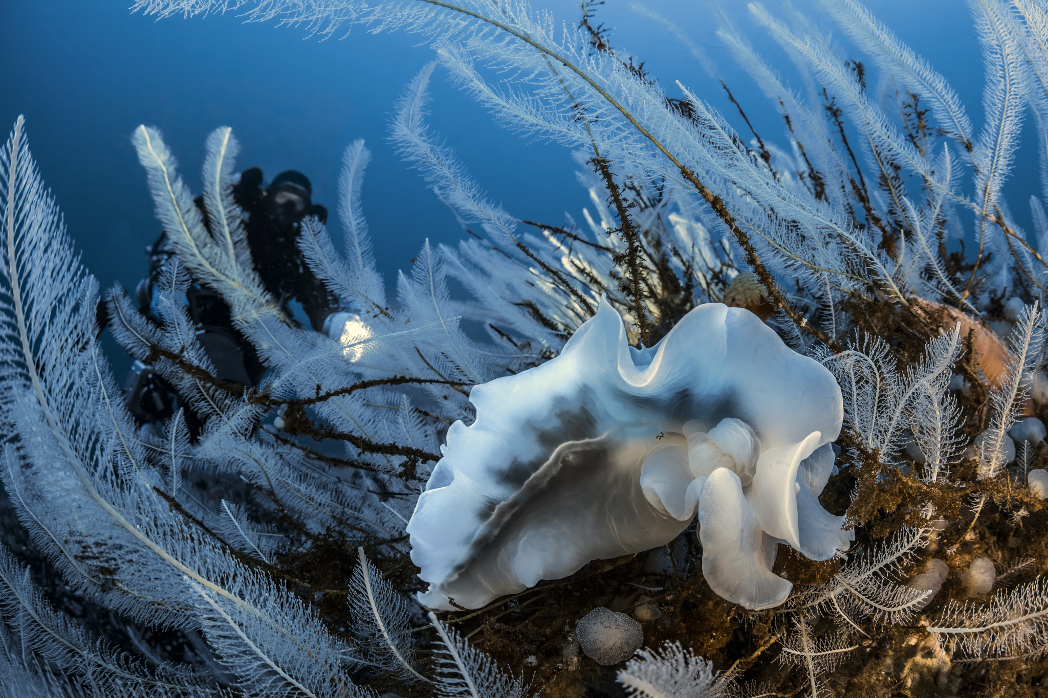 Adélie Mer 01 © Laurent Ballesta