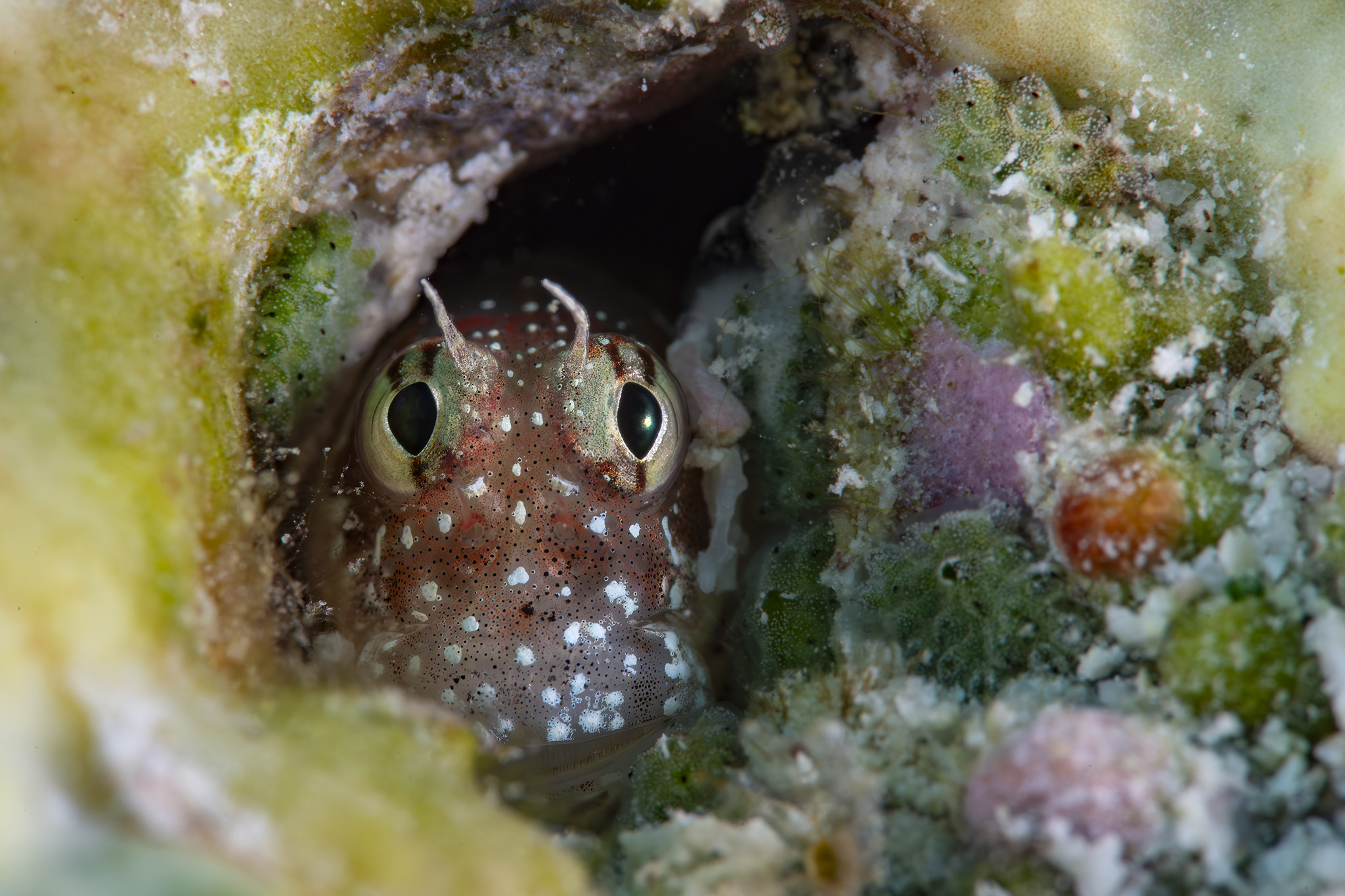 Galerie Méditerranée