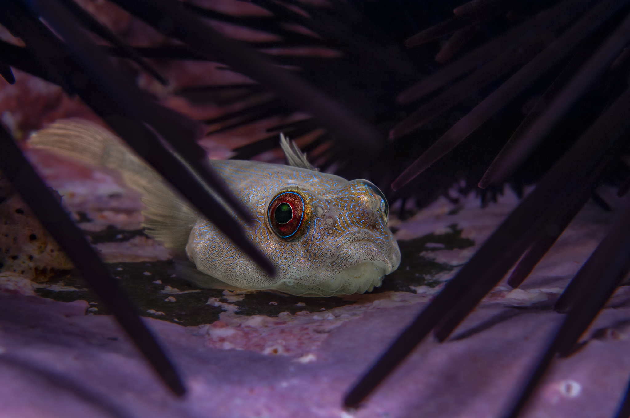 700 requins dans la nuit