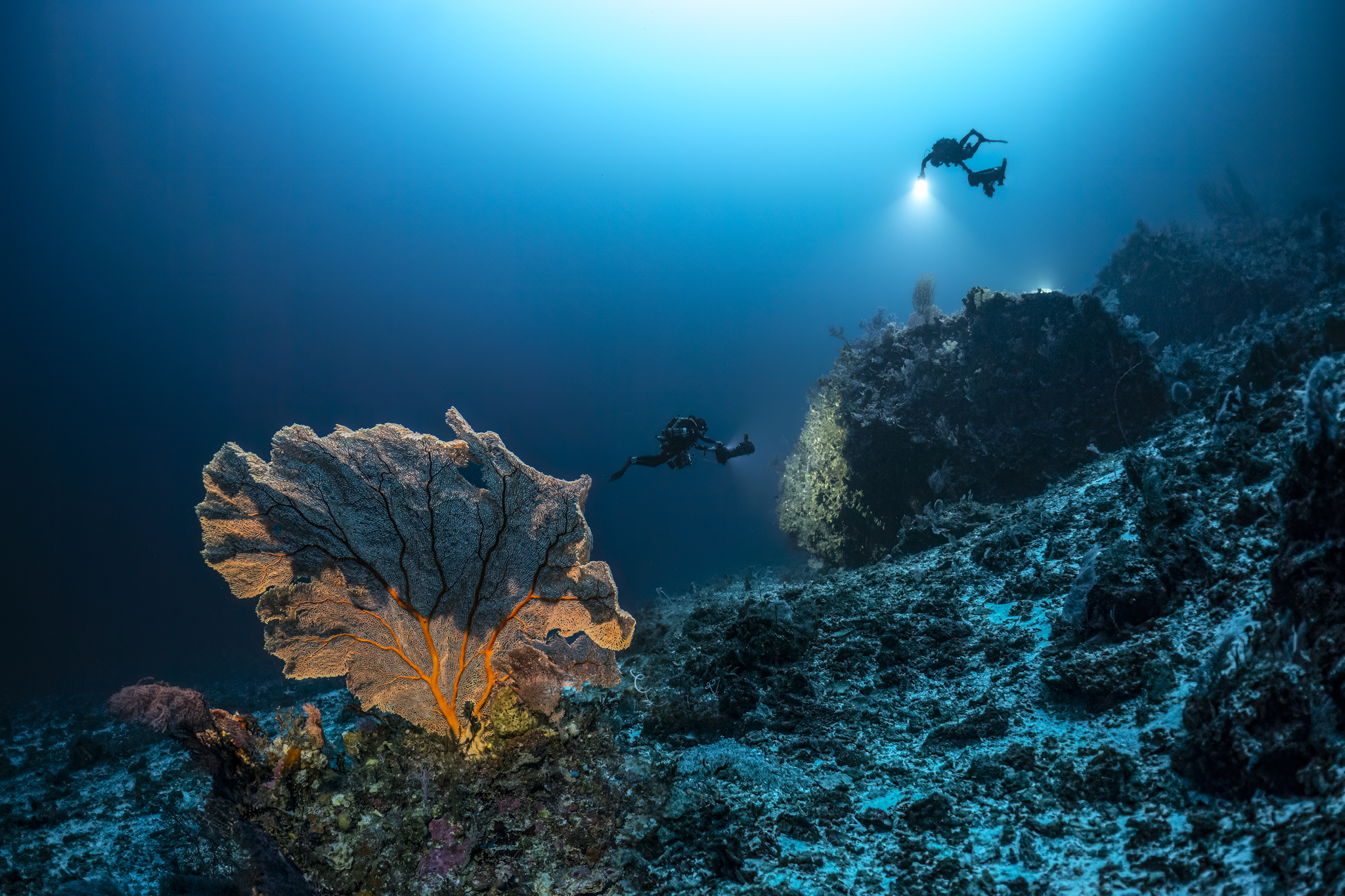 700 requins dans la nuit