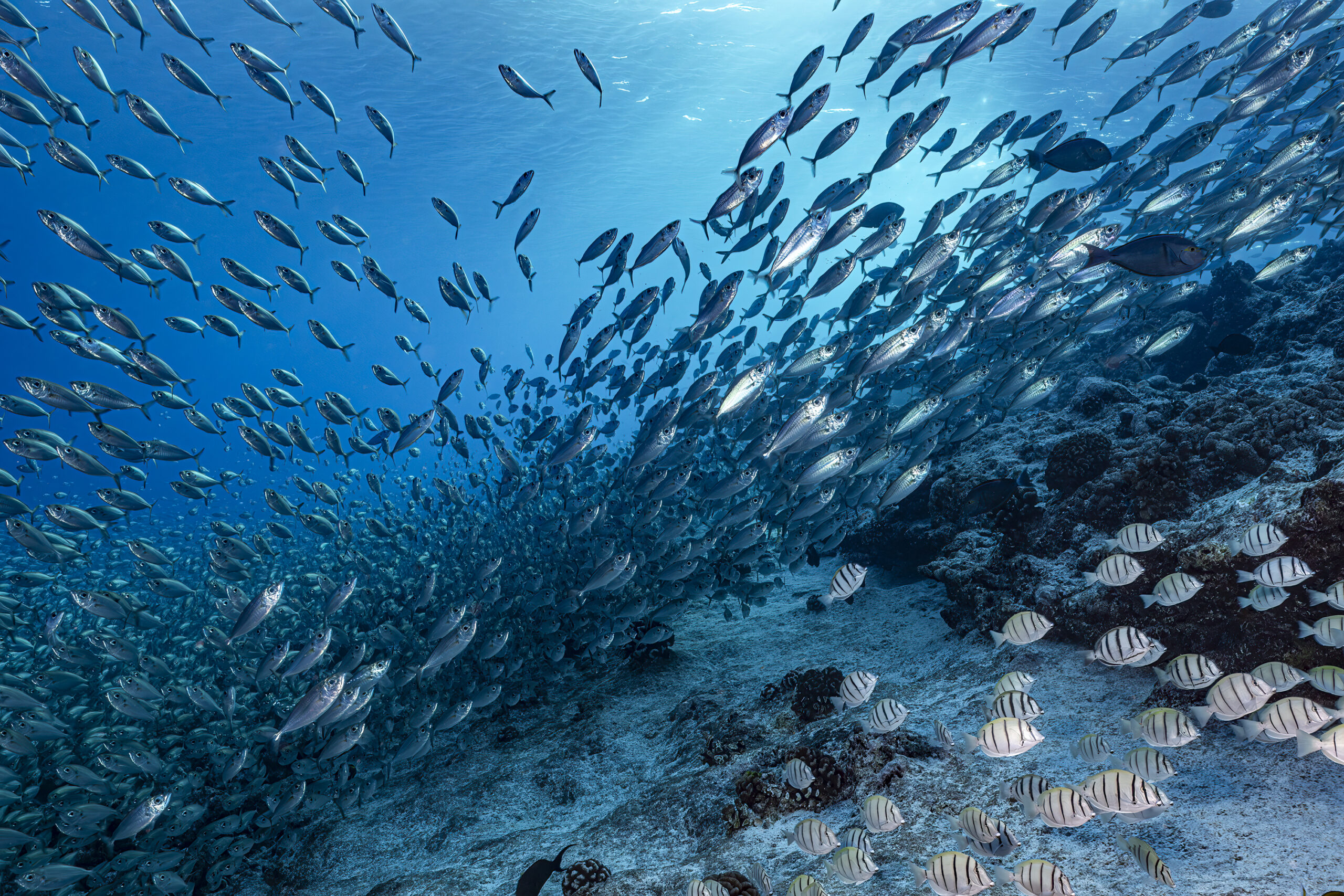 Adélie Mer 01 © Laurent Ballesta