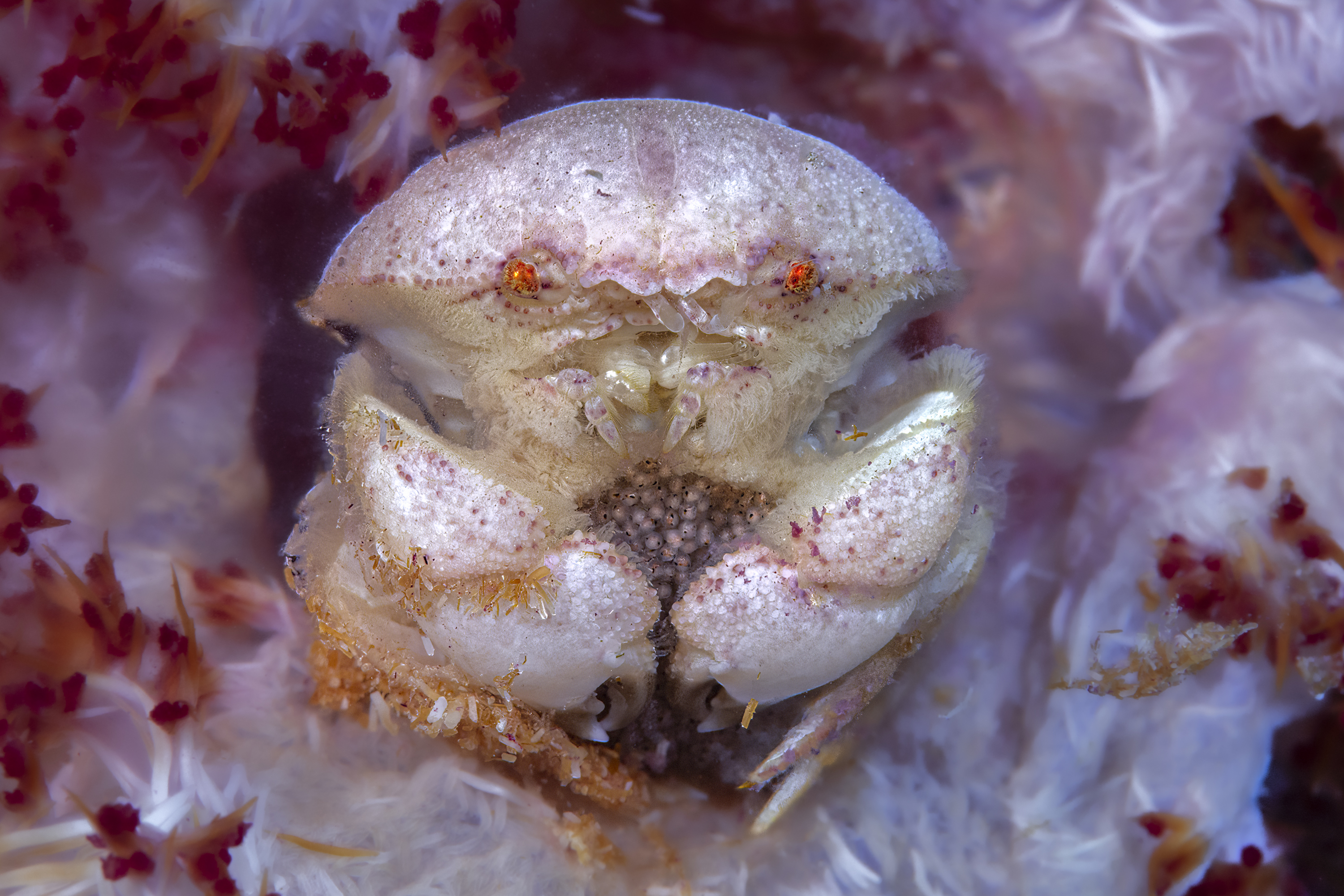 Adélie Mer 01 © Laurent Ballesta