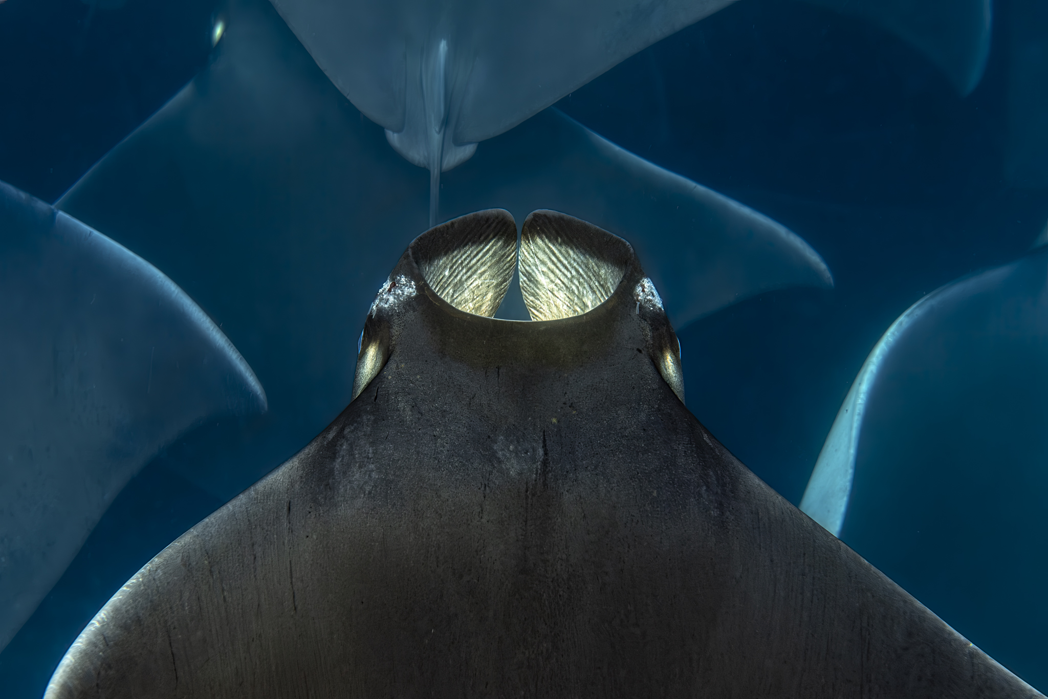 Galerie Méditerranée