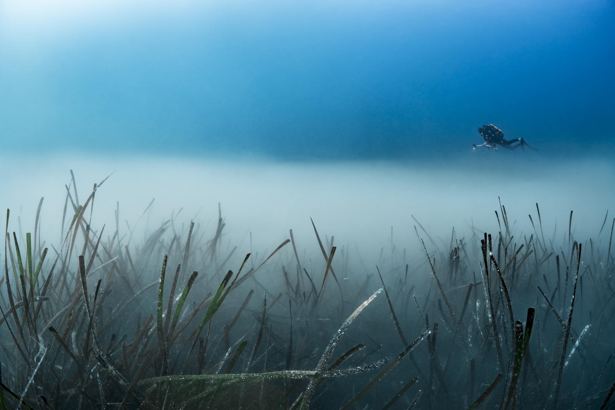 700 requins dans la nuit