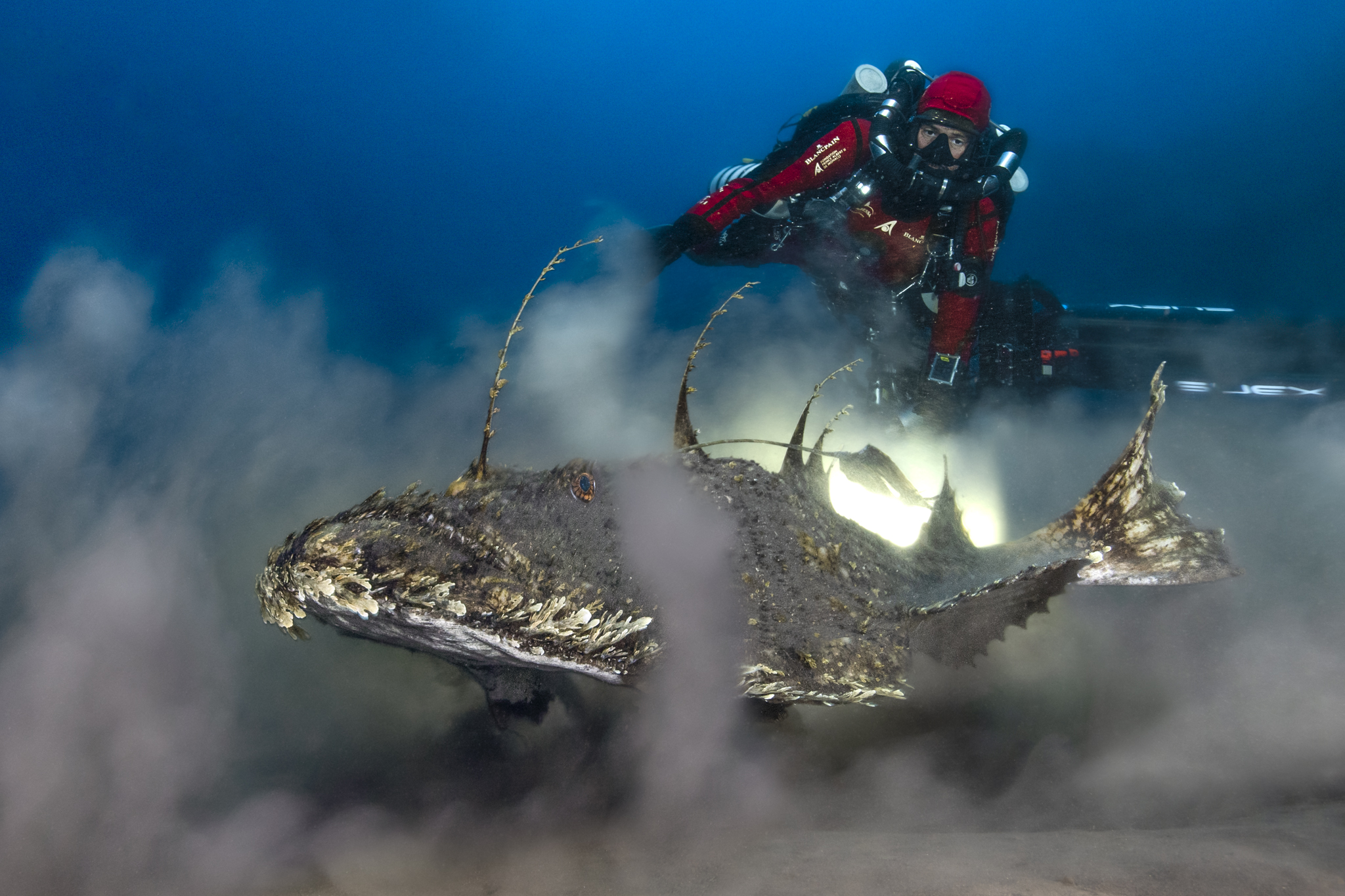 Adélie Mer 01 © Laurent Ballesta