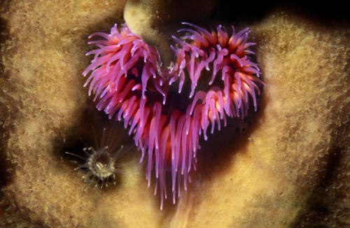 anemone en coeur