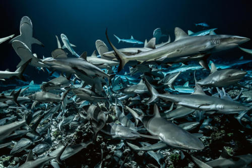 700 requins dans la nuit